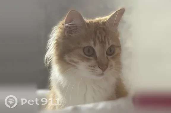 Пропала кошка, Деревня Покров (г Чехов), Чехов — откликается на Рыся, рыжая, маленькая - photo