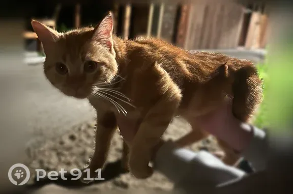 Найдена кошка, Владивосток, фото: Найдена кошка, Район Первореченский (г Владивосток), Анны Щетининой, д. 36, Владивосток — рыжий ухоженный мальчик