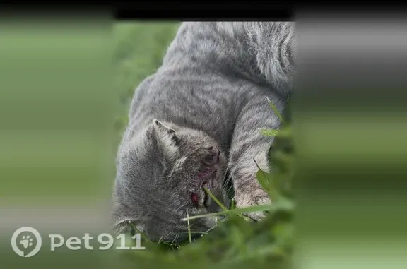 Найдена кошка, Добрунь, фото: Найдена кошка, Деревня Добрунь, Цветочная, Добрунь — с трудом вставала, на обочине