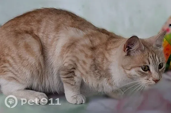 Найдена кошка, Семилуки, фото: Найдена кошка, Семилуки, Крупской — молоденькая, была беременная