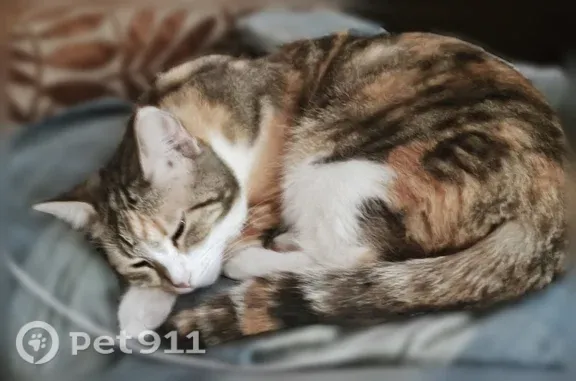 Кошки потеряшки, Бузулук, фото: Потеряшка кошка, Бузулук, Степана Разина, д. 21 — кличка Буся, трёхцветная