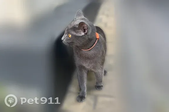 Найдена кошка, Воронеж, фото: Найдена кошка, Воронеж, Генерала Лизюкова, д. 85 — пугливая, с оранжевым ошейником