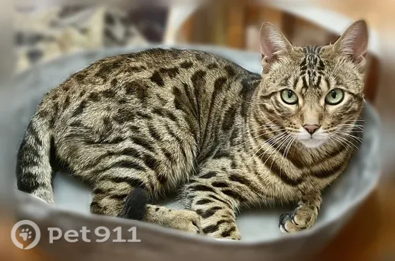 Пропала кошка, Ульяновск, Олега Кошевого, д. 61, Ульяновск — бенгал, кастрирован, 1,5 года - photo
