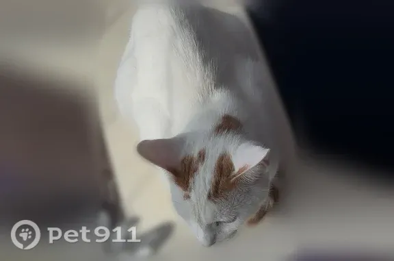 Пропала кошка, Деревня Бруснижново, Иваново — кот Пломбир, 1 год, пугливый - photo
