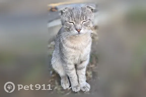 Найдена кошка, 60 Армии, Воронеж — ручная, худенькая - photo