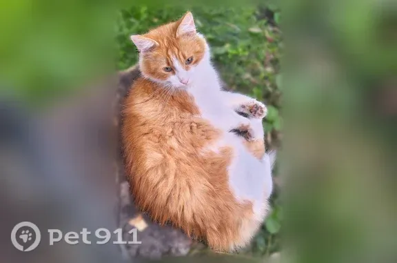 Пропала кошка, Район Ленинский (г Пенза), Жуковского, д. 8, Пенза — бело-рыжий, ласковый - photo