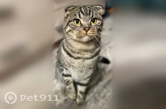 Пропала кошка, Юбилейная, Кострома — шотландский вислоухий кот, окрас «шпротный» - photo