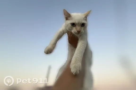Пропала кошка, Поселок Южный, Верности, д. 29А, Южный — очень ласковый кот с голубыми глазами - photo