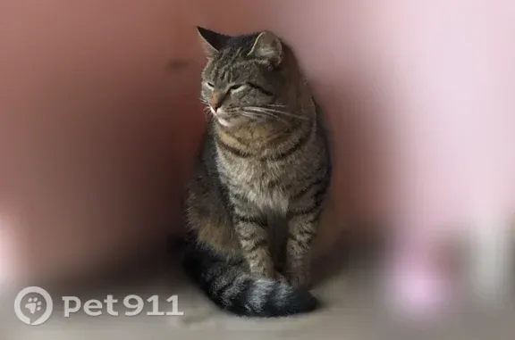 Найдена кошка, Тверь, фото: Найдена кошка, Тверь, Учительская, д. 39 — очень грустная и несчастная