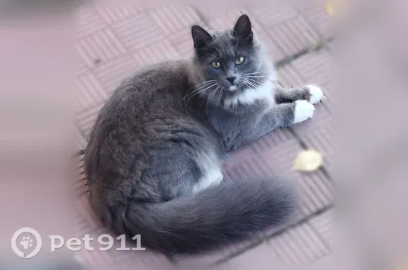 Найдена кошка, Ноябрьск, фото: Найдена кошка, мкр. П. 25, Ноябрьск — ухоженная, на контакт идет