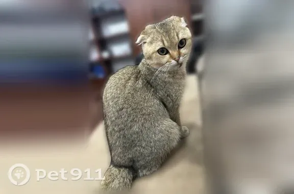 Найдена кошка, Нальчик, фото: Найдена кошка, Нальчик, Шортанова, д. 17 — золотая шиншилла, с ранкой на губе