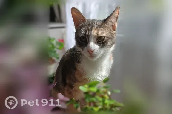 Пропала кошка, Духовщина, Максима Горького, д. 7А — трёхцветная, розовый носик - photo