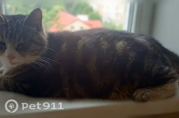 Найдена кошка, Калининград, фото: Найдена кошка, Район Московский (г Калининград), Киевская, д. 196Б, Калининград — крупная, кастрированная