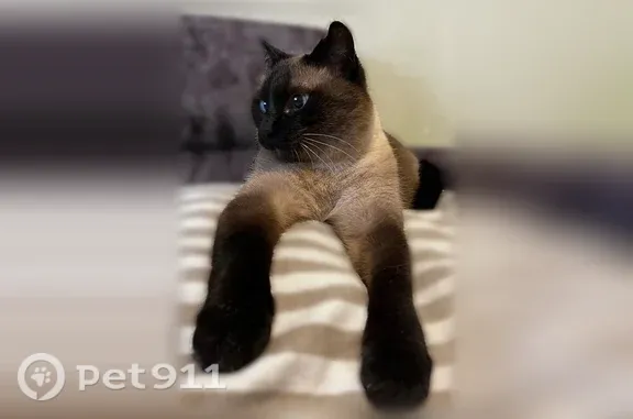 Пропала кошка, Микрорайон Радужный (г Киров), Новая, д. 6, Киров — сиамский, одно ухо немного поджморожено - photo