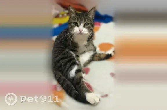 Пропала кошка, Краснодар, им. Игнатова, д. 57 — добрая и контактная - photo