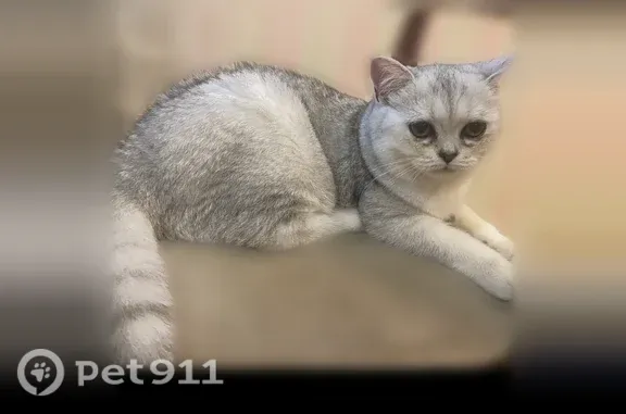 Пропала кошка, Волжская, Ярославль — вечером выпрыгнула с балкона - photo