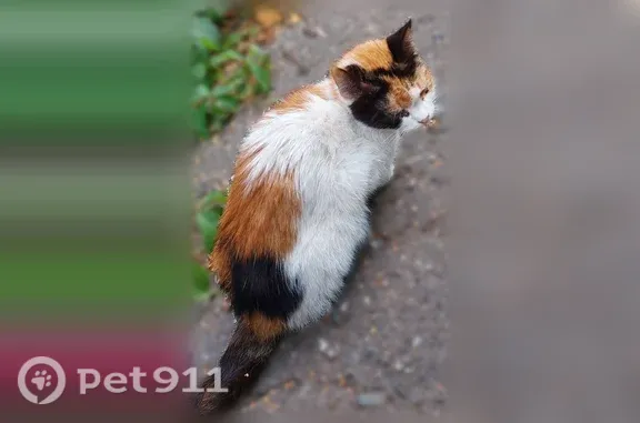Найдена кошка, Ярославль, фото: Найдена кошка, Наумова, д. 18 2, Ярославль — трёхцветная кошечка, напротив ракетного училища