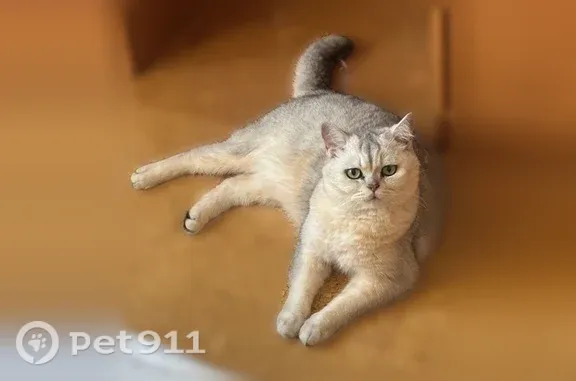 Пропала кошка, Район Выборгский (г Санкт-Петербург), Светогорская, д. 2, Санкт-Петербург — кличка Флоки, не идет на руки - photo