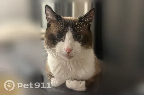 Пропала кошка, Донецк, 230-й Стрелковой дивизии, д. 29 — голубые глаза, чёрный хвост, белое пузико - photo
