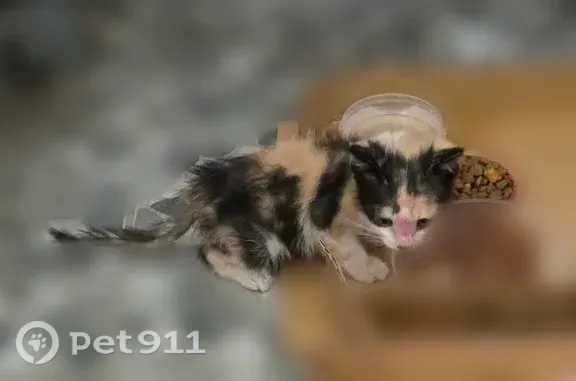 Объявления о пропавших и найденных животных, Хабаровск, фото: Найдена кошка, Панфиловцев, д. 39, Хабаровск — котёнок в подъезде № 4