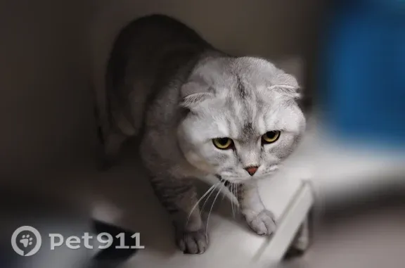 Найдена кошка, Калининград, фото: Найдена кошка, Район Ленинградский (г Калининград), Ю.Гагарина, д. 16Б, Калининград — вислоухая, светло-серая