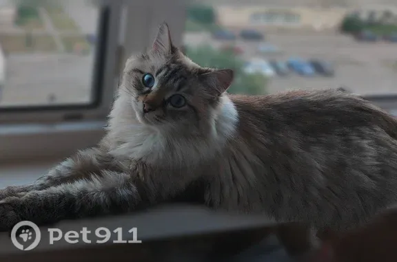 Пропала кошка, Мичурина-6, Магнитогорск — серо-белая, голубые глаза - photo