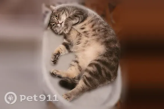 Пропала кошка, Олега Кошевого, д. 69, Омск — домашняя, крупная, серая, кастрированная - photo