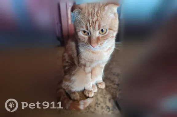 Пропала кошка, Минская, д. 63, Воронеж — шотландец, рыжая, вислоухая, в чёрно-красной шлейке - photo