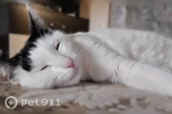 Пропала кошка, Ставрополь, Серова, д. 7 — бело-чёрная, надрез на правом ушке - photo