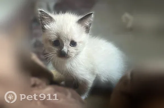 Пропала кошка, Магнитогорск, Надеждина, д. 15 — серые уши и хвост, лапки в белых 
