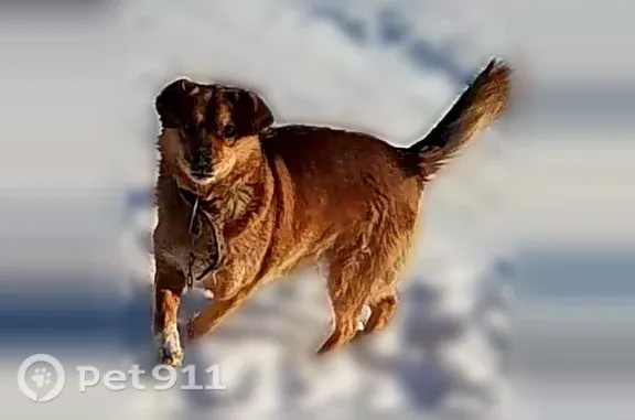 Собаки потеряшки, Белокуриха, фото: Потеряшка собака, Белокуриха — рыжая с коричневыми полосками вокруг глаз, ниже колена