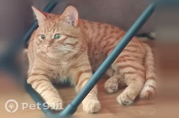 Пропала кошка, Нариманова 3-й, Ульяновск — ласковая, ручная, пропала утром 29 августа - photo
