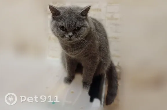 Пропала кошка, Санкт-Петербург — выбежала из машины - photo