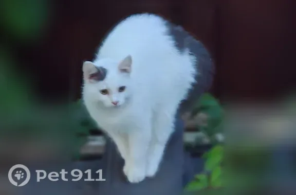 Найдена кошка, Подольск, фото: Найдена кошка, Подольск, Березовый, д. 2 — молодой ласковый котик 5 месяцев