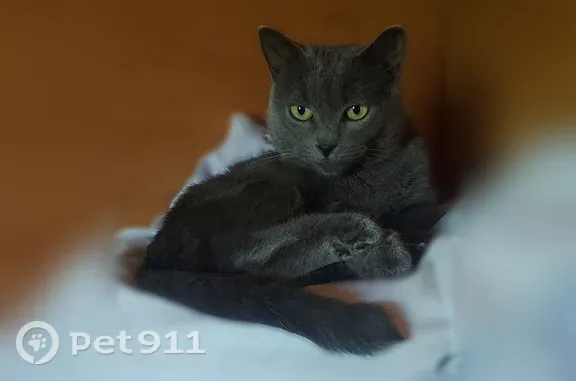 Пропала кошка, Деревня Иваньково, 2-я Лесная, Иваньково — небольшая, в руки не даётся - photo