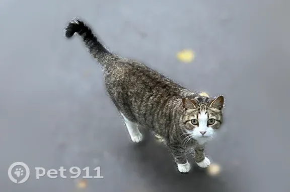 Найдена кошка, Санкт-Петербург, фото: Найдена кошка, Район Московский (г Санкт-Петербург), Бассейная, д. 1, Санкт-Петербург — к человеку идет, но осторожничает