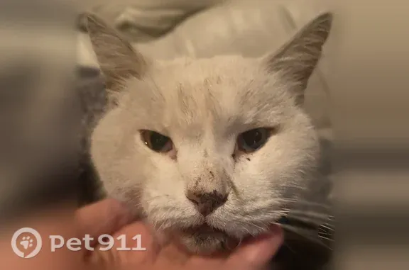 Найдена кошка, Кемерово, фото: Найдена кошка, Шоссейная, д. 10, Кемерово — белая, спокойная, с разными глазами
