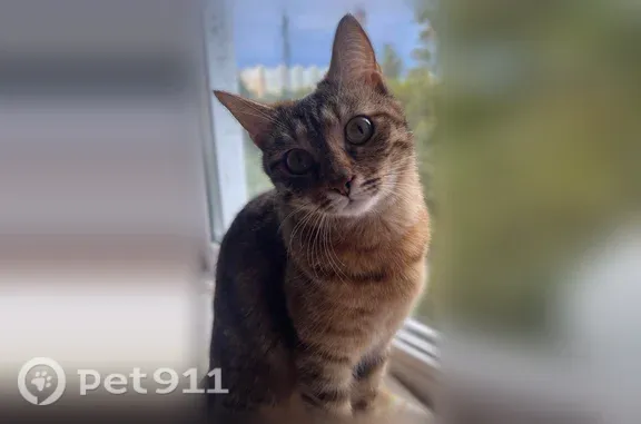 Пропала кошка, Солнечногорск, Военный городок, д. 2 — очень пугливая, миниатюрная - photo