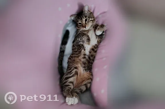 Пропала кошка, Красноярск, Историческая, д. 90 — 1,5 года, отзывается на Тигра - photo
