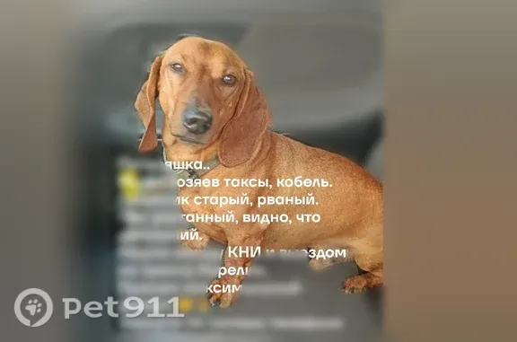 Найдена собака, Кузнечное, фото: Найдена собака, Городской поселок Кузнечное, Кузнечное — рыжая, ласковая, знает команды