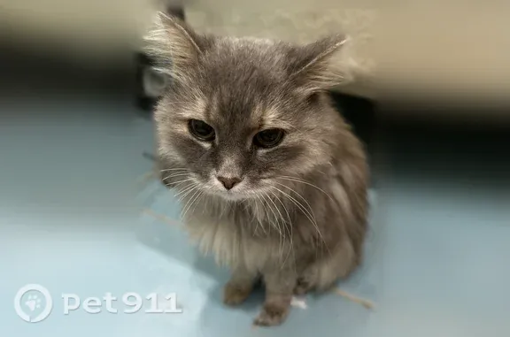 Найдена кошка, Тюмень, фото: Найдена кошка, Тюмень, Верхнетарманская, д. 1 — длинная шерсть, зелёные глаза, колтун справа
