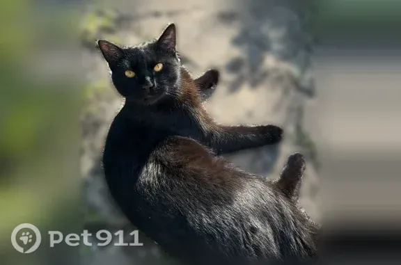 Пропала кошка, Район Калининский (г Уфа), Западная, д. 14, Уфа — черный, ласковый, худой, длинный - photo