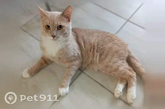 Пропала кошка, СНТ Фили, Руза — 2 года, пугливая, очень домашняя - photo