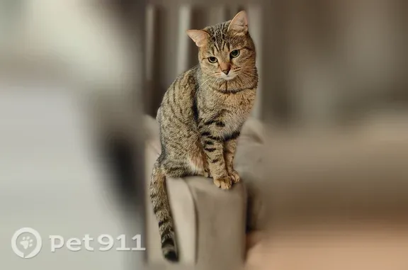 Кошки потеряшки, Чехов, фото: Потеряшка кошка, Территория снт Металлист-1 (деревня Детково), Чехов — очень пугливая, шпротный окрас