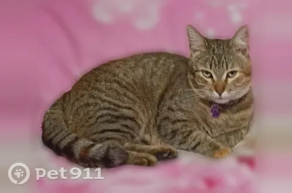 Пропала кошка, Слободской, Грина, д. 39, Слободской — боится чужих, стерилизована, 2 года - photo