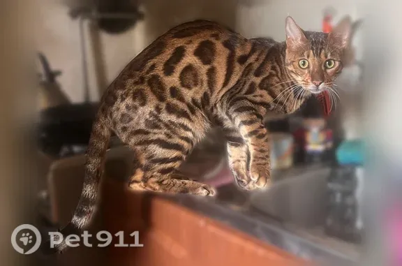 Найдена кошка, Петергоф, фото: Найдена кошка, Район Петродворцовый (г Петергоф), Веденеева, д. 4 А, Петергоф — бенгальский кот