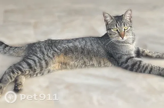 Найдена кошка, Старочеркасская, фото: Найдена кошка, Станица Старочеркасская, Солнечный, Старочеркасская — высокий, длинноногий