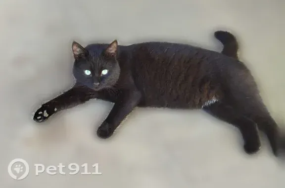 Пропала кошка, Темрюк, 27 Сентября, Темрюк — чёрная, с белым пятном на животе - photo