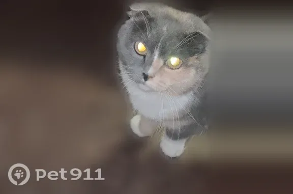 Пропала кошка, 4-я Плотинная, Мирный — трёхцветная, очень пугливая - photo