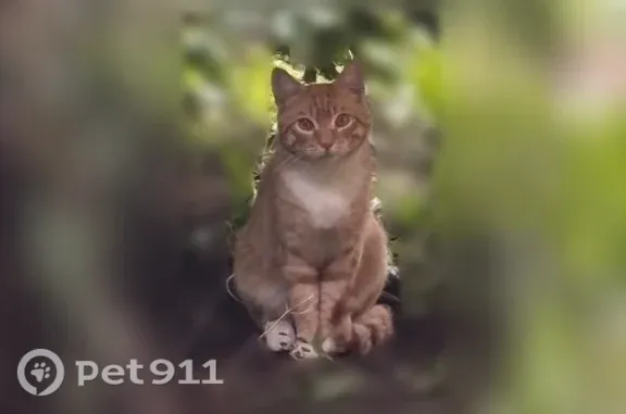 Найдена кошка, Балашиха, фото: Найдена кошка, Микрорайон Кучино (г Балашиха), Почтовая, д. 1, Балашиха — рыжая, сильно мяукает